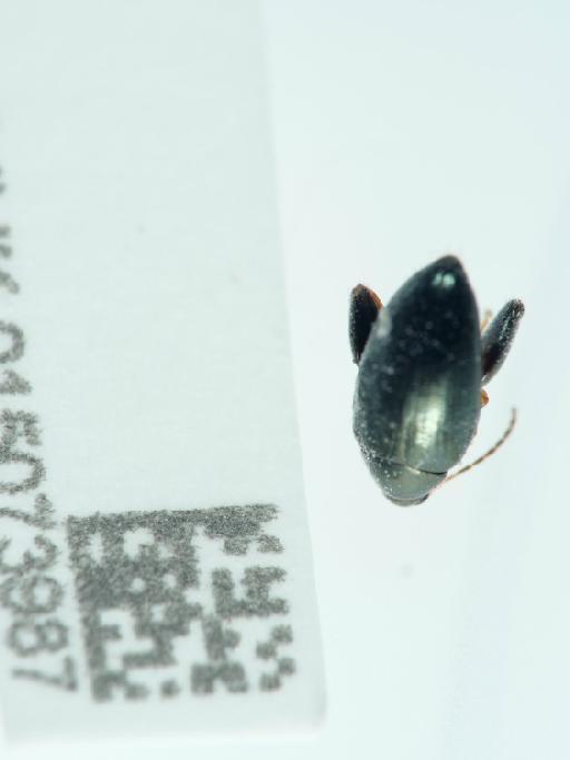 Psylliodes (Psylliodes) chrysocephala (Linnaeus, 1758) - 015073987_4