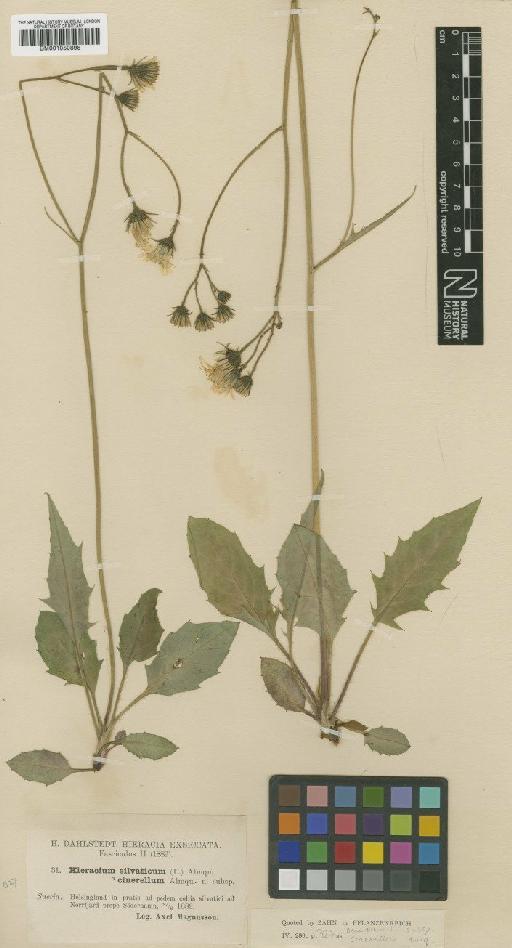 Hieracium murorum subsp. cinerellum (Almq.) Zahn - BM001050898