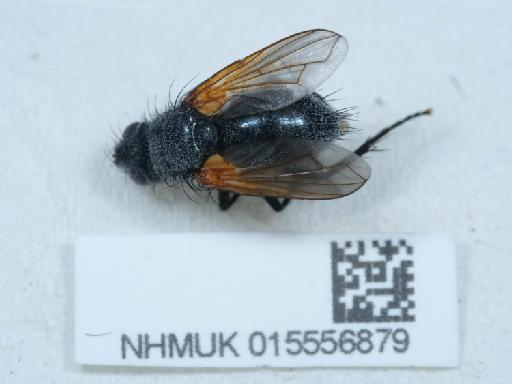 Zophomyia temula (Scopoli, 1763) - 015556879_2