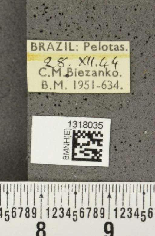 Calligrapha (Calligrapha) polyspila (Germar, 1821) - BMNHE_1318035_label_17408