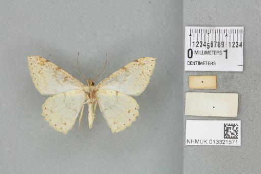 Luxiaria tephrosaria tephrosaria (Moore, 1868) - 013321571_additional
