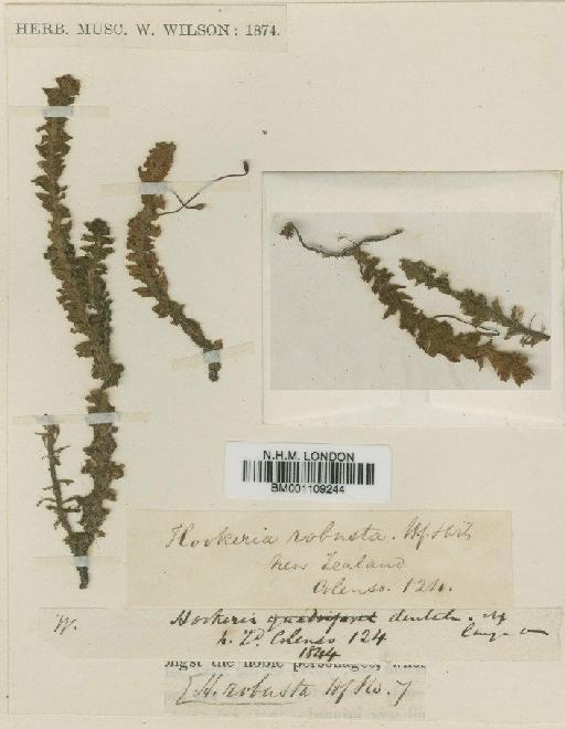 Pterygophyllum dentatum (Hook.f. & Wilson) Dixon - BM001109244