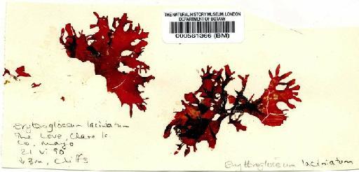 Erythroglossum laciniatum (Lightf.) Maggs & Hommers. - BM000561366.jpg
