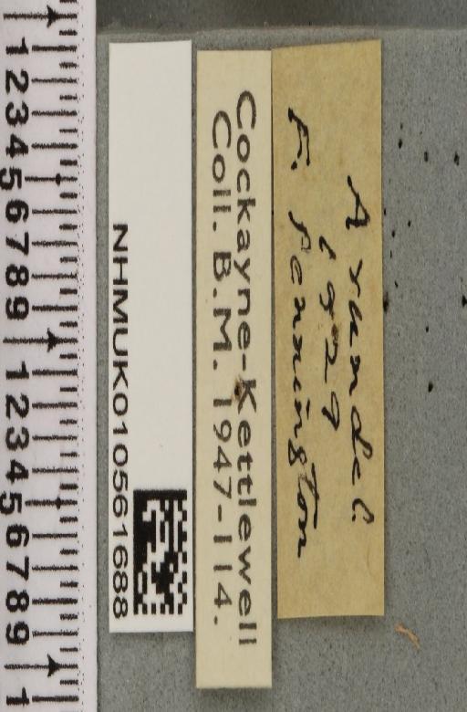 Tiliacea aurago ab. intermixta Wightman, 1941 - NHMUK_010561688_label_619133