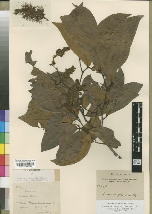Loesenera gabonensis Pellegr - BM000522430