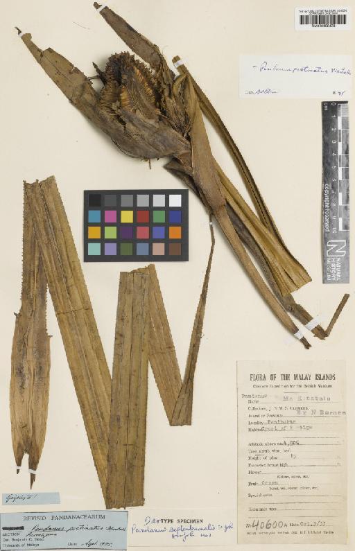 Pandanus pectinatus Martelli - BM000958478