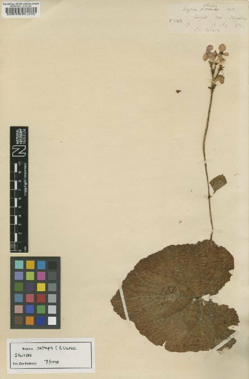 Begonia satrapis C.B.Clarke - BM000043930