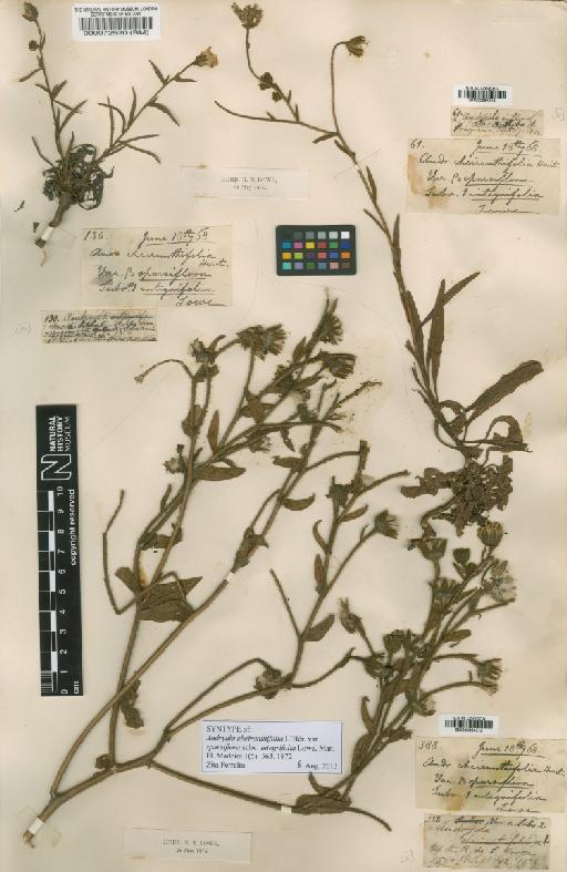 Andryala glandulosa subsp. cheiranthifolia (L'Hér.) Greuter - BM000984312