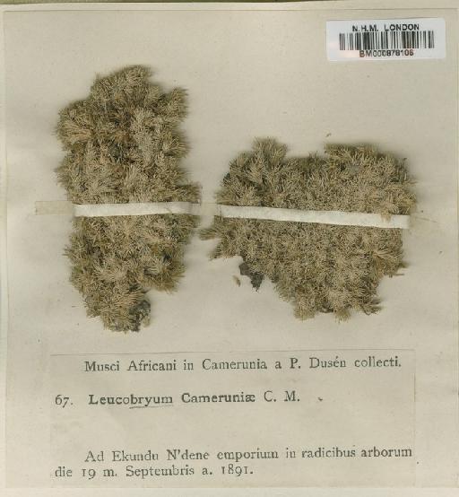 Leucobryum cameruniae Müll.Hal. ex Renauld & Cardot - BM000878106