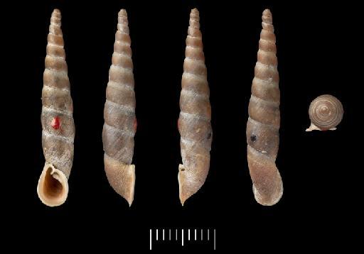 Clausilia kelantanensis subterclass Tectipleura Sykes, 1902 - 1930.1.21.12-13, SYNTYPES, Clausilia (Pseudonenia) kelantanensis Sykes, 1902