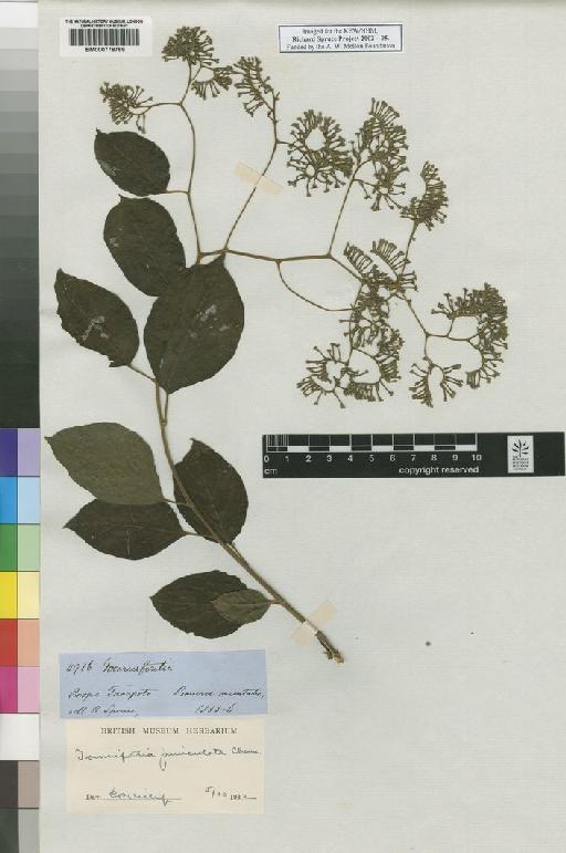 Myriopus paniculatus (Cham.) Feuillet - Spruce - BM000778769