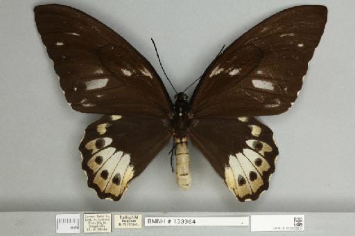 Ornithoptera priamus poseidon Doubleday, 1847 - 013603831__