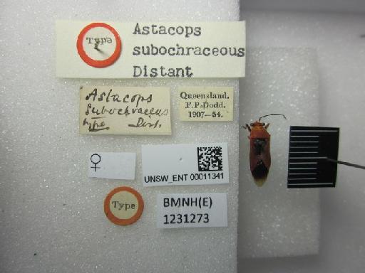 Astacops subochraceous Distant, 1918 - Astacops subochraceous-BMNH(E)1231273-Type female dorsal & labels