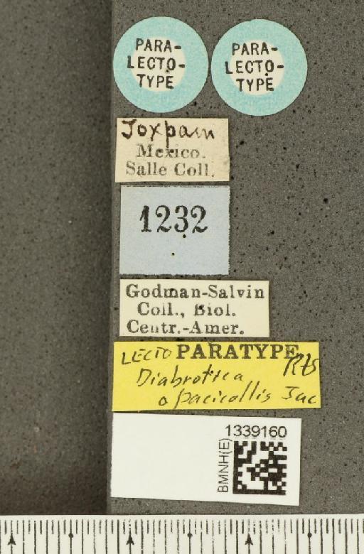 Isotes opacicollis (Jacoby, 1887) - BMNHE_1339160_label_22677