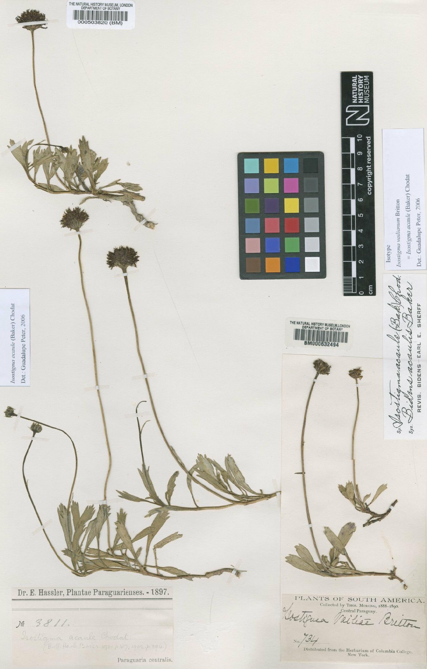 To NHMUK collection (Isostigma acaule (Baker) Chodat; Isotype; NHMUK:ecatalogue:4567089)