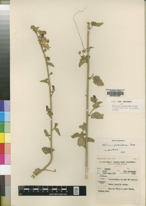 Hibiscus gwandensis Exell - BM000645527