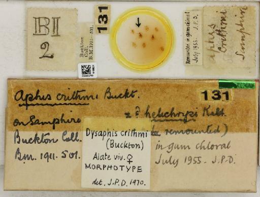 Dysaphis crithmi Buckton, 1886 - 014885710_112613_1094082_835815_Type