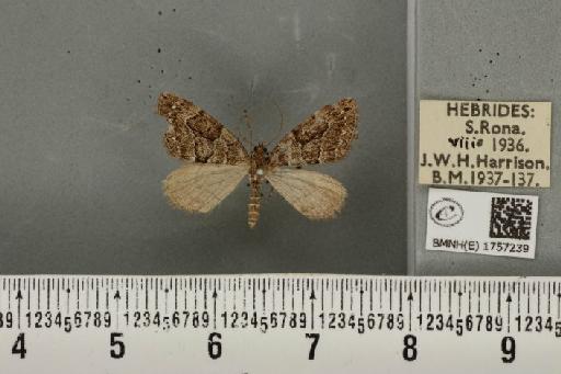 Thera cognata (Thunberg, 1792) - BMNHE_1757239_331913