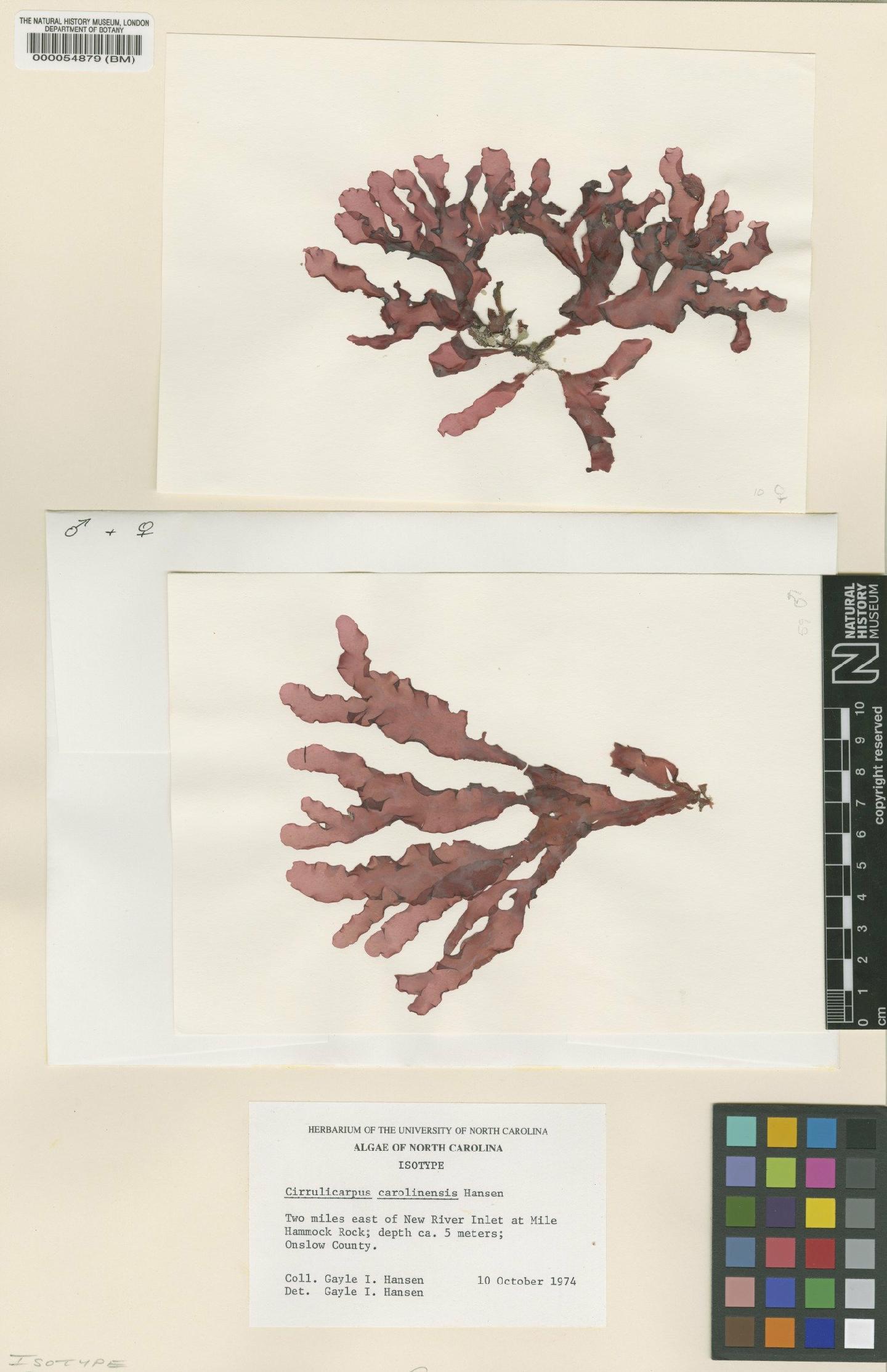 To NHMUK collection (Cirrulicarpus carolinensis Hansen; Isotype; NHMUK:ecatalogue:435137)