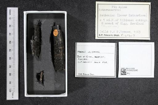 Asteracanthus Agassiz, 1837 - 010023248_L010040474
