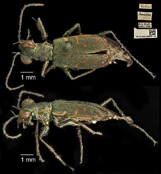 Cylindera (Cicindina) minuta (Olivier, 1790) - 010602158_CYLINDERA (CICINDINA)_MINUTA_Non-Type