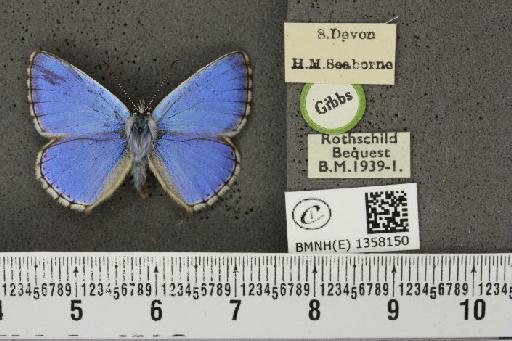 Lysandra bellargus ab. albolineata Tutt, 1909 - BMNHE_1358150_181462