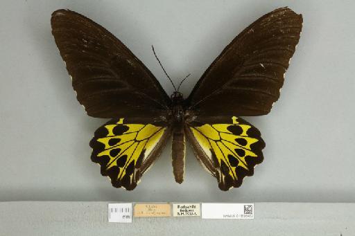 Troides helena cerberus Rothschild, 1895 - 013606452__599291