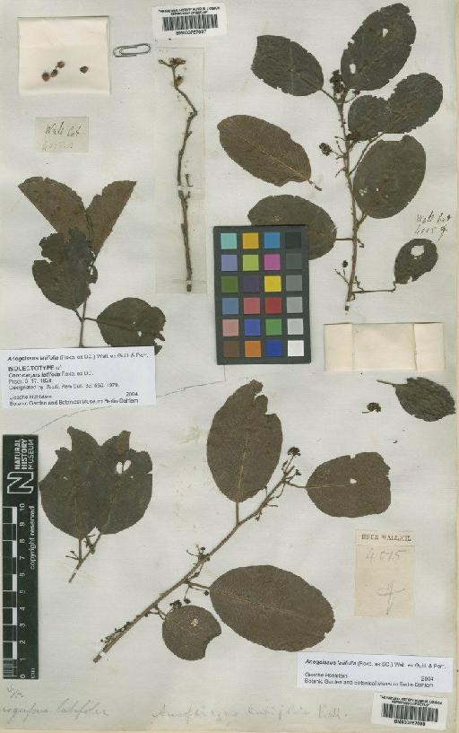 Anogeissus latifolia (Roxb. ex DC.) Guillem. ex Wall. & Perr. - BM000757098