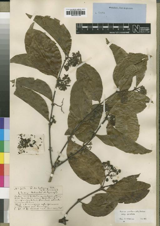 Psydrax parviflora subsp. parviflora (Afzel.) Bridson - BM000931396