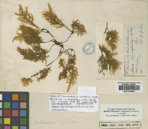 Homaliodendron ligulaefolium (Mitt.) M.Fleisch. - BM000844651