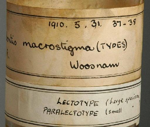 Synodontis macrostigma Boulenger, 1911 - 1910.5.31.37; Synodontis macrostigma; image of jar label; ACSI project image