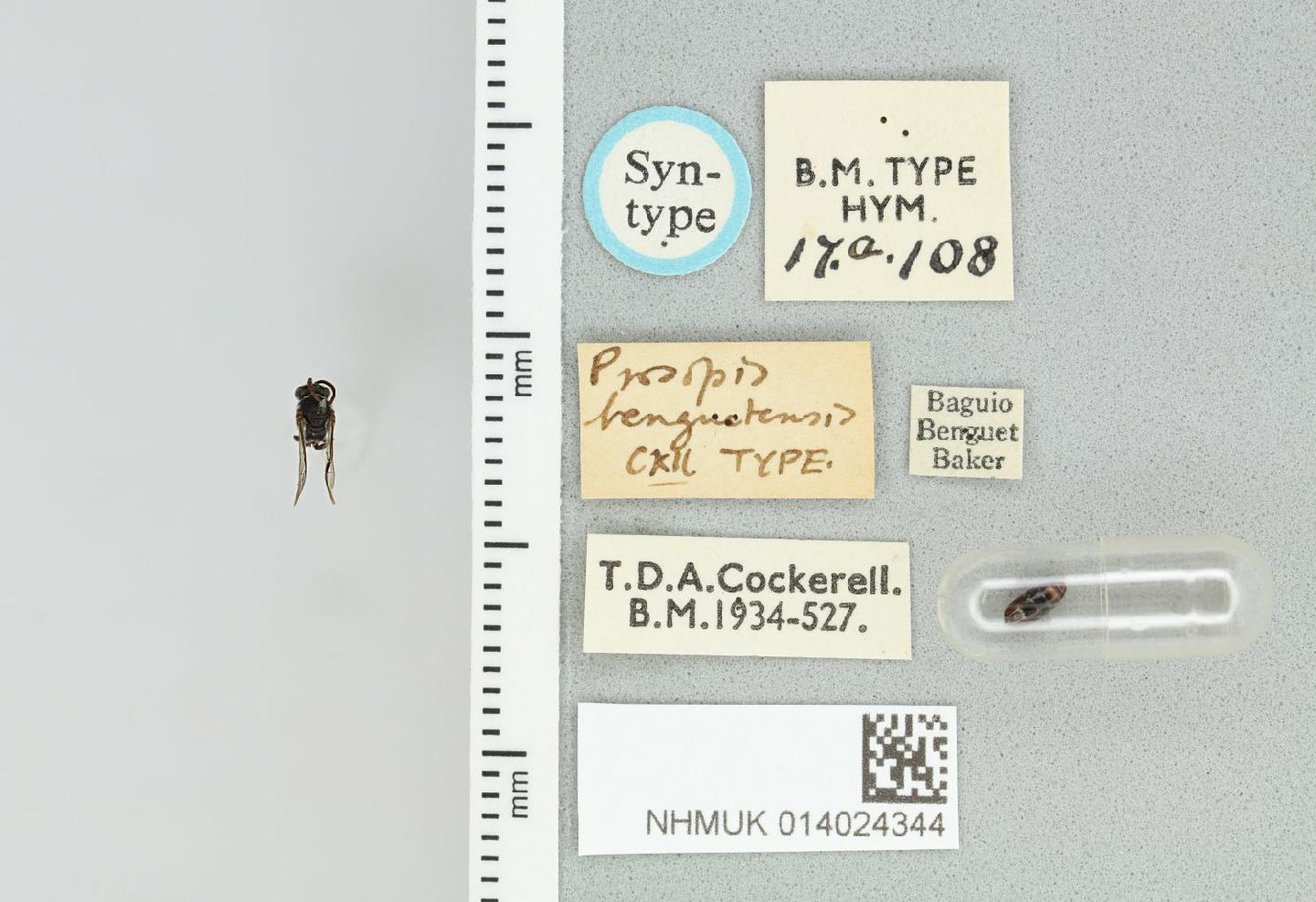 Hylaeus benguetensis