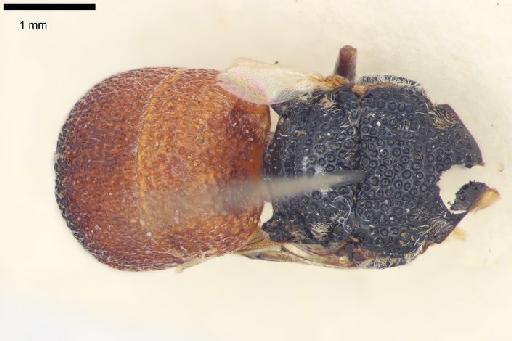 Allocoelia emarginata Edney, 1947 - Allocoelia_emarginata-BMNH(E)#970945_type-dorsal-2_5X