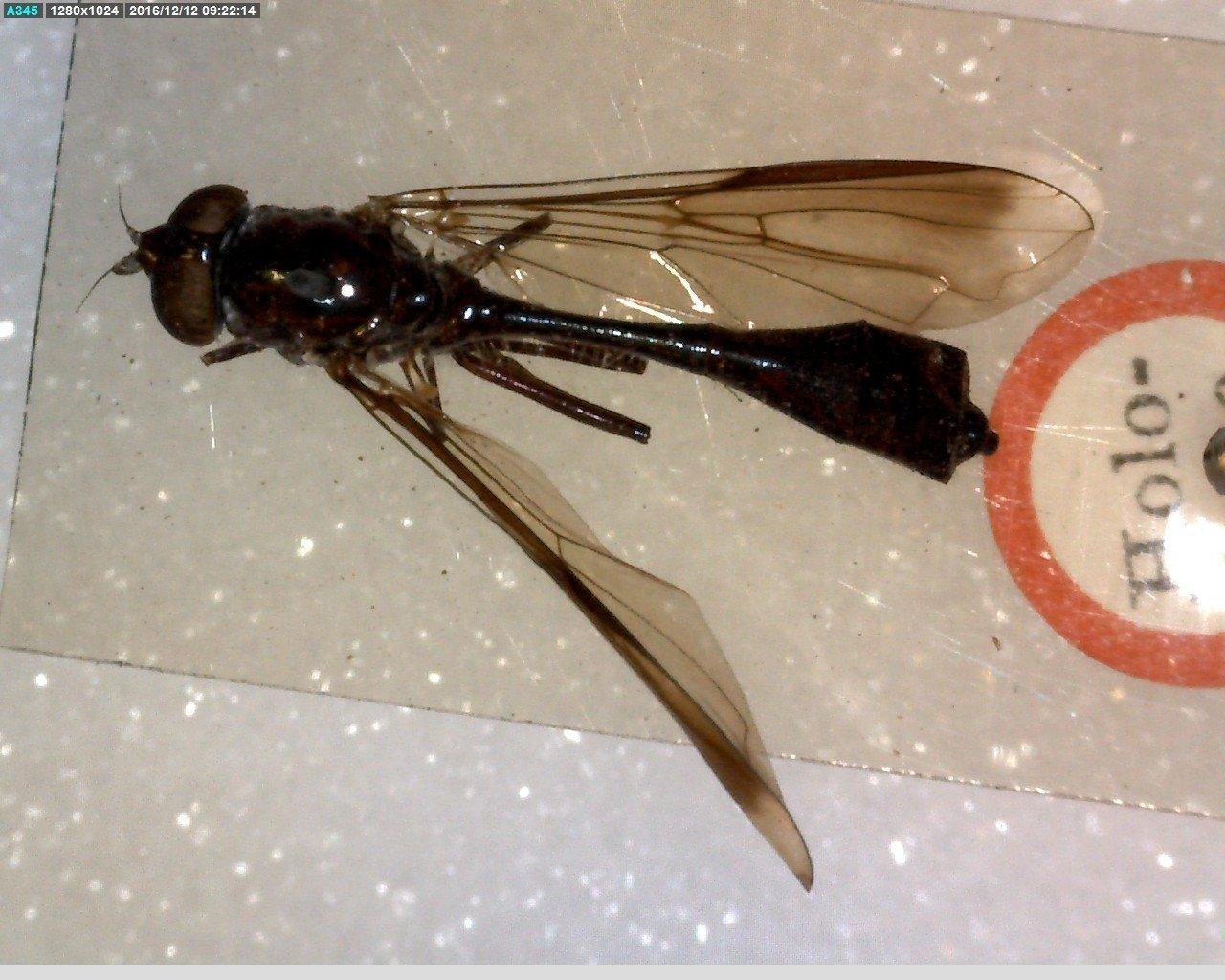 Valdiviomyia thumbnail