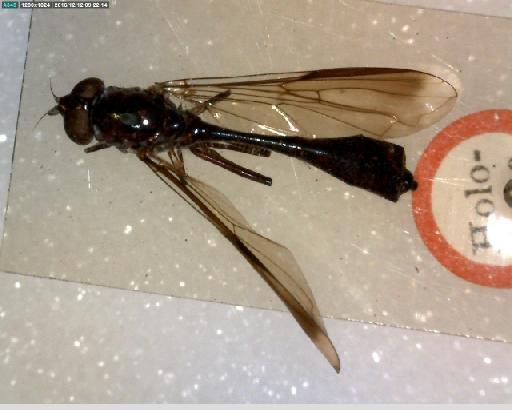 Valdiviomyia albimanus (Bigot, 1883) - Valdiviomyia albimanus HT dorsal