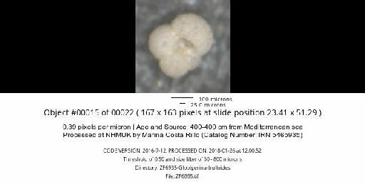 Globigerina bulloides Orbigny, 1826 - ZF6935-Globigerina-bulloides_obj00015_plane000.jpg