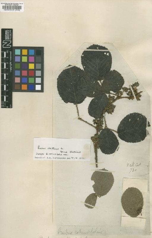 Rubus ellipticus Sm. - BM000522026