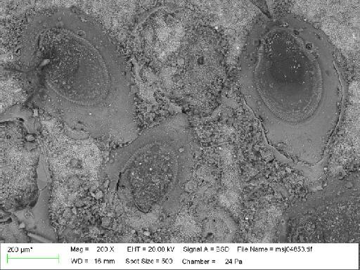 Pyriporoides uniserialis (Waters, 1904) - Pyriporoides_uniserialis_msj04853