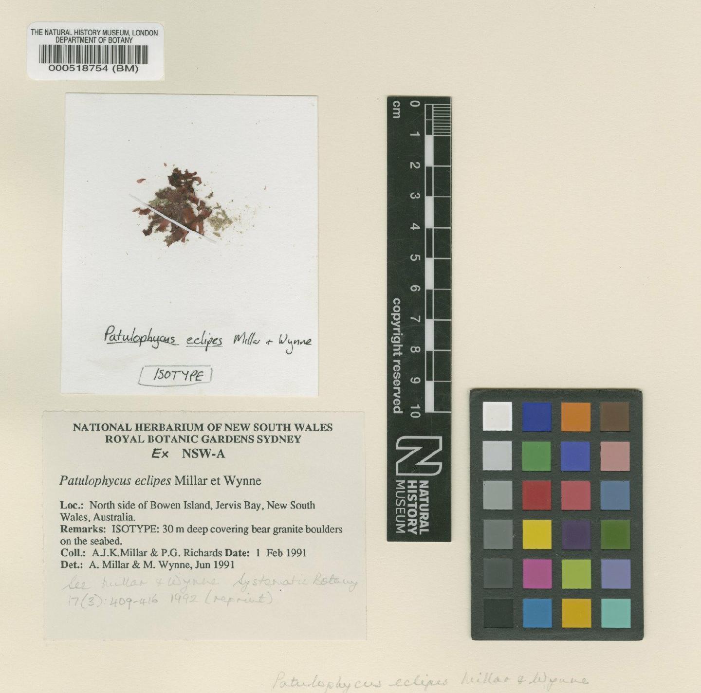 To NHMUK collection (Patulophycus eclipes A.Millar & M.J.Wynne; Isotype; NHMUK:ecatalogue:2297165)