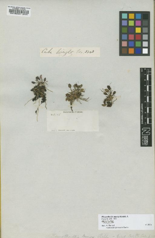 Pleurothallis murex Rchb.f. - BM000082331
