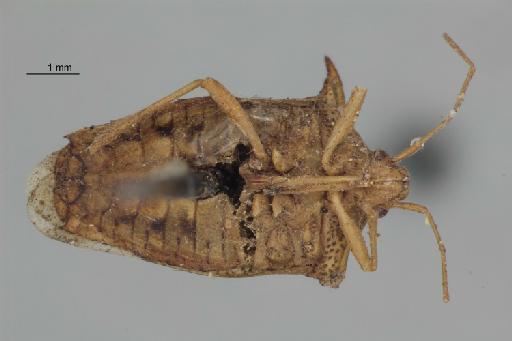 Acanthosoma binotata Walker, 1867 - BMNHE 1314701 Acanthosoma_binotata Walker HT female E Ind_V