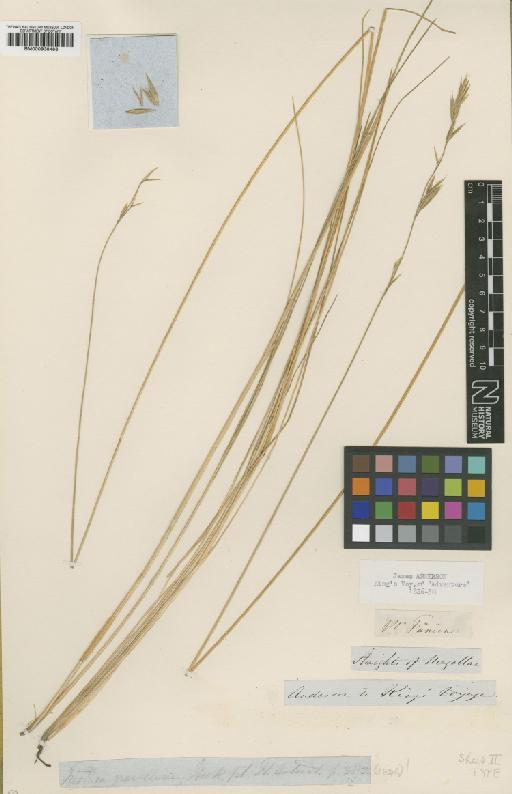 Festuca gracillima Hook.f. - BM000938488