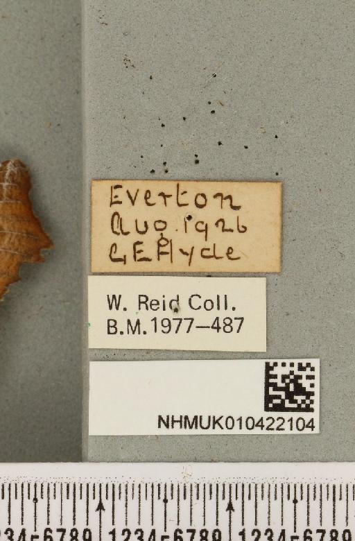 Scoliopteryx libatrix (Linnaeus, 1758) - NHMUK_010422104_label_535253