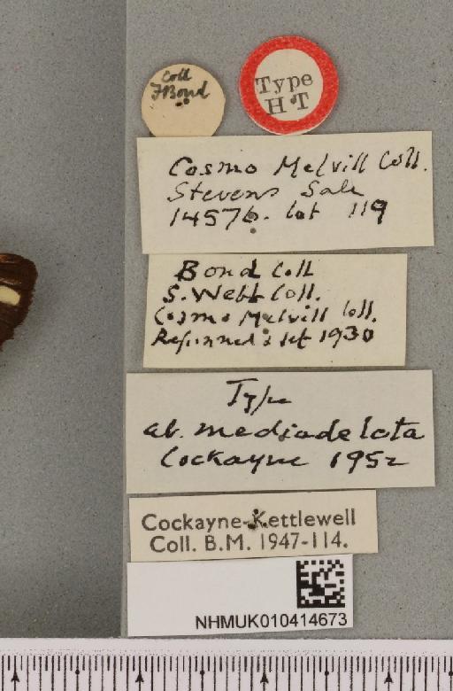 Arctia villica britannica Cockayne, 1954 - NHMUK_010414673_label_520736