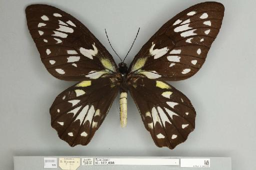 Ornithoptera victoriae rubianus Rothschild, 1904 - 013602568__