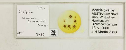 Acizzia acaciae-decurrentis Froggatt, 1901 - 010715765_117157_1145392
