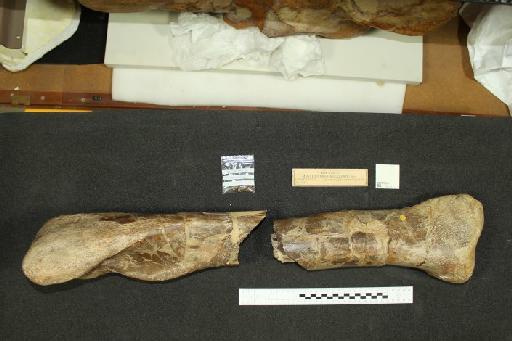 Megalosaurus bucklandi Meyer, 1832 - 010030069_L010093727