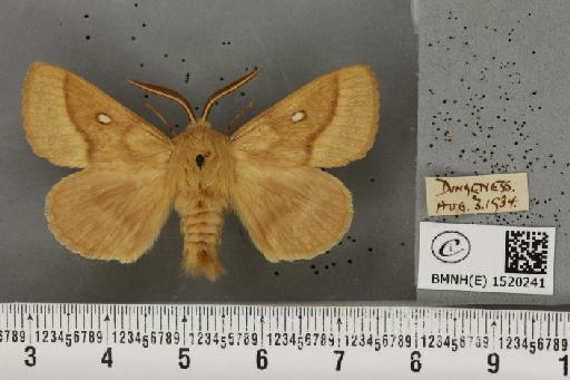 Lasiocampa trifolii flava Chalmers-Hunt, 1962 - BMNHE_1520241_192209