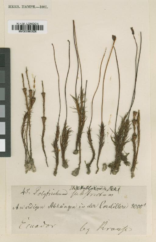 Polytrichum juniperinum Hedw. - BM000960626