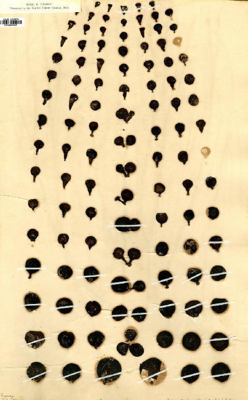 Himanthalia elongata (L.) Gray - BM000862927